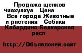 Продажа щенков чиахуахуа › Цена ­ 12 000 - Все города Животные и растения » Собаки   . Кабардино-Балкарская респ.